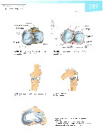 Sobotta  Atlas of Human Anatomy  Trunk, Viscera,Lower Limb Volume2 2006, page 296